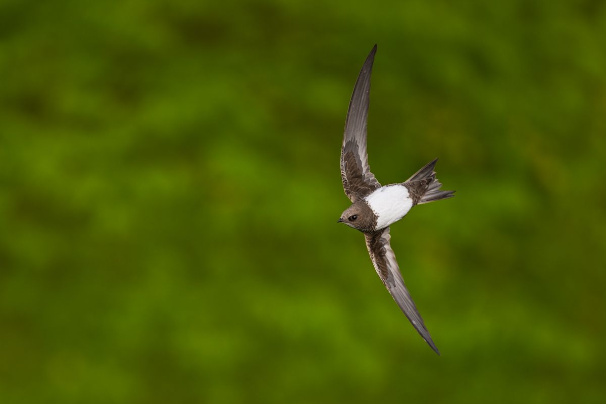 Swifts and swallows photographed by wildlife photographer Nicolas Stettler.