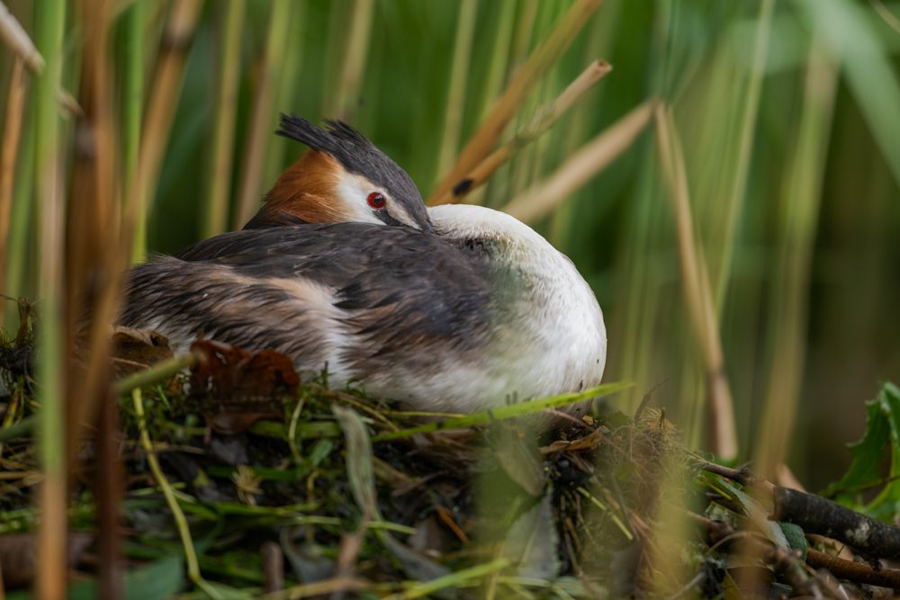 More images of this bird