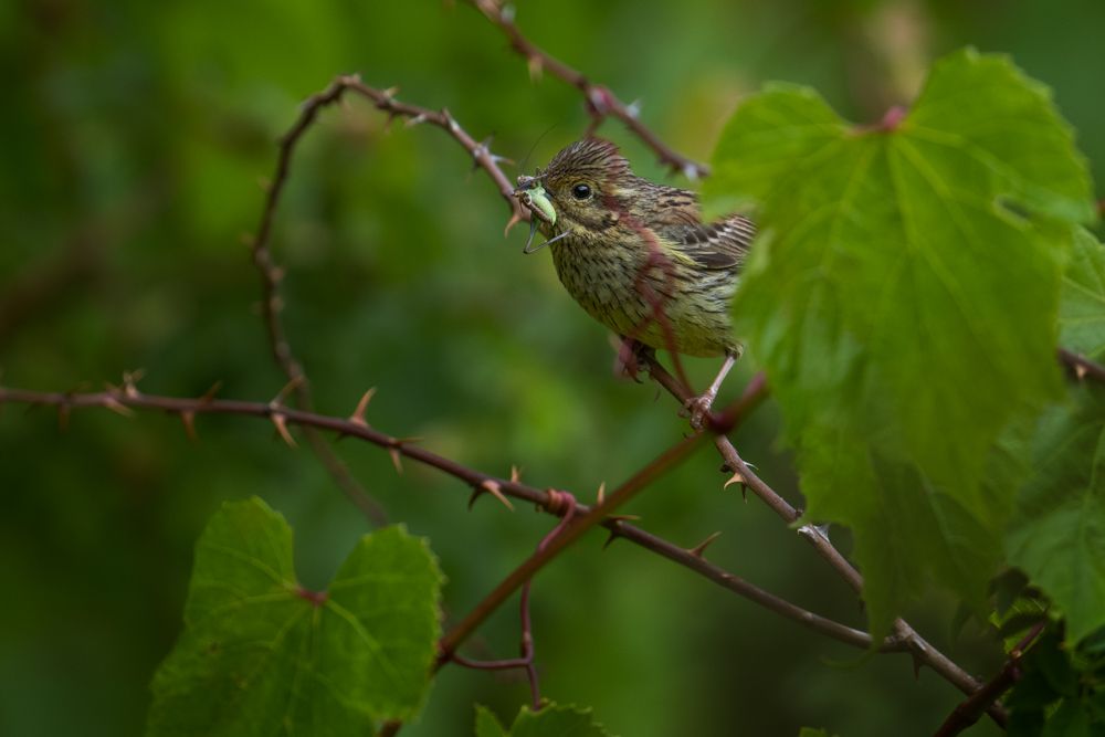 Weitere Fotos des Vogels