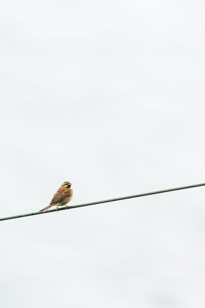 Weitere Fotos des Vogels