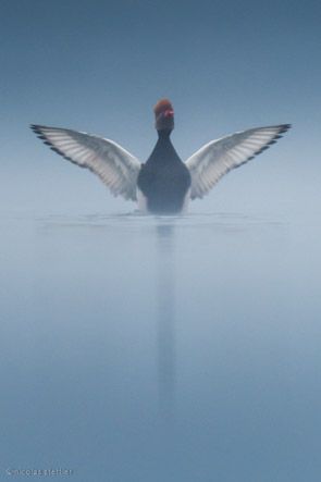 Red-crested pochard wingflapping on a misty morning.