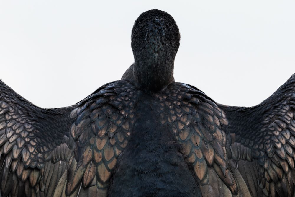 Weitere Fotos des Vogels
