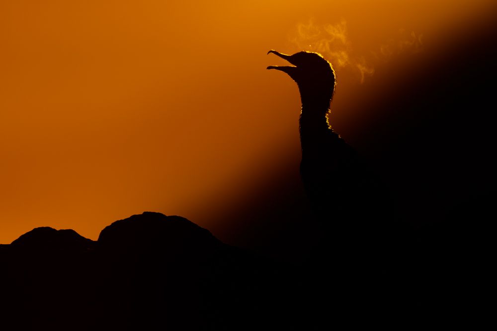 Weitere Fotos des Vogels