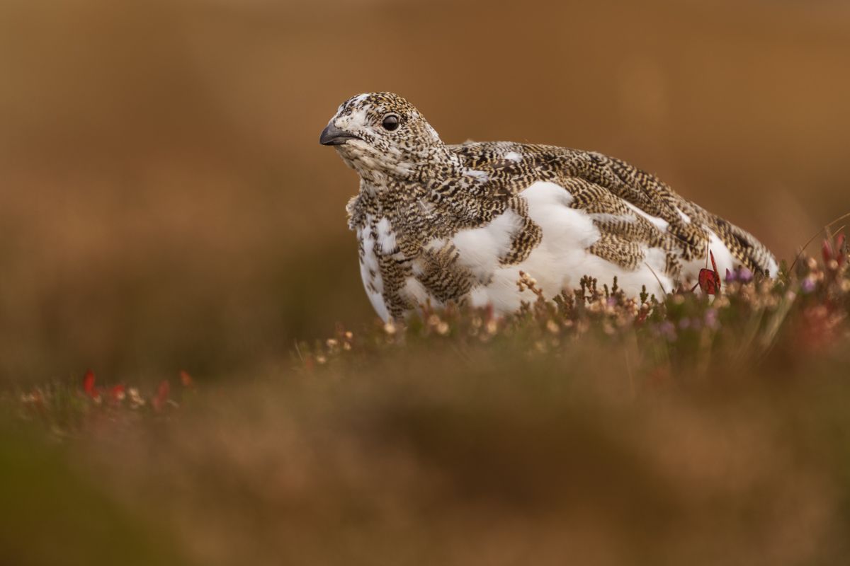 Galerie von diversen Vogelarten, fotografiert von Naturfotograf Nicolas Stettler.