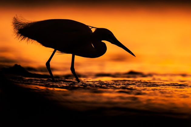 Beispielfotos von der Camargue FotoReise mit Birdingtours und Nikon.