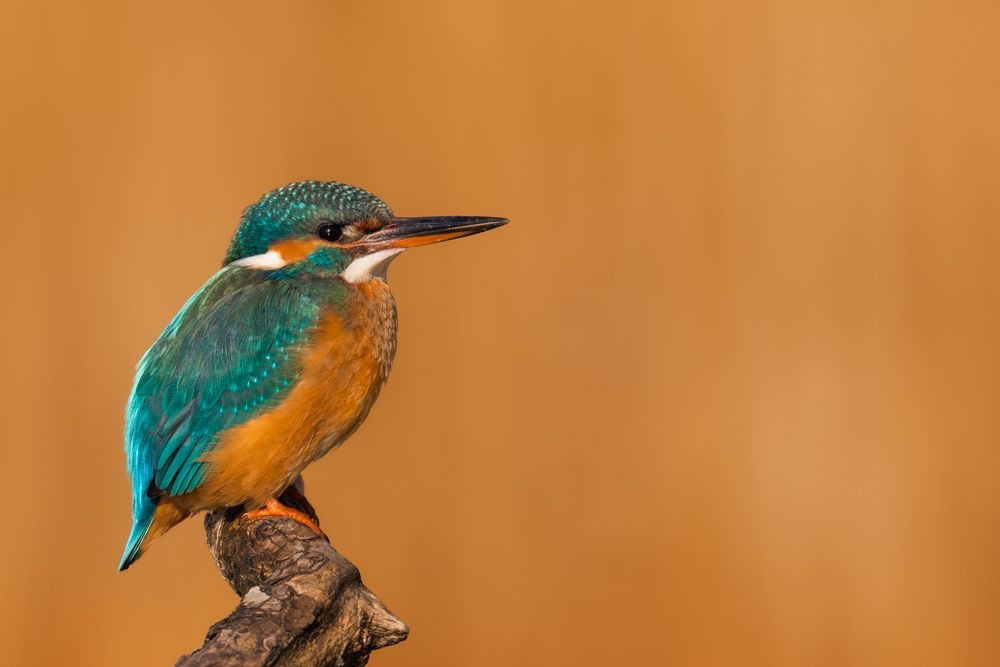 To photograph the kingfisher from a reasonable distance you most likely need some sort of hide.