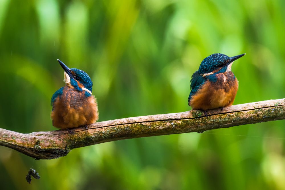 These two kingfishers had flown out 2 days before. On the day I took this image they were driven out of the territory.