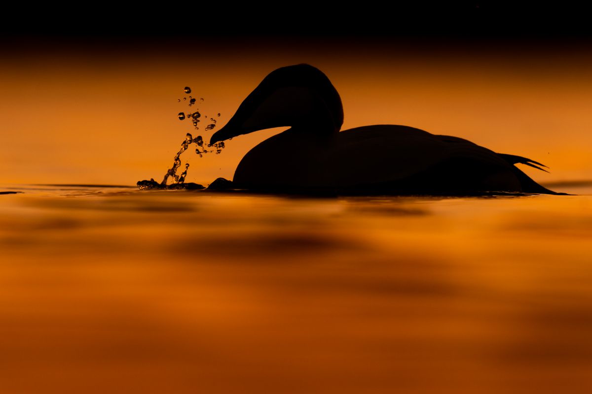 Gallery of water birds images of nature photographer Nicolas Stettler.
