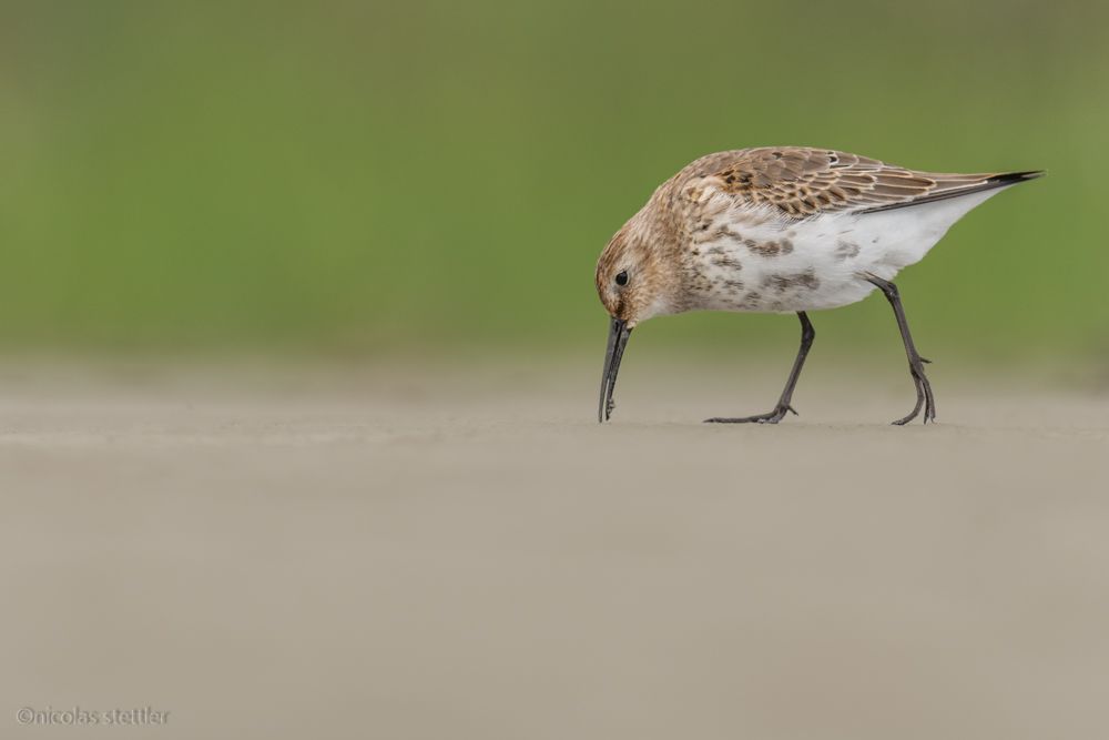 Ein Alpenstrandläufer auf der Nahrungssuche am Strand.