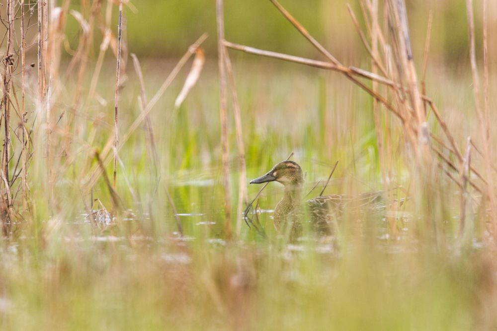 Garganeys are very secretive and breeding evidence is difficult to provide.