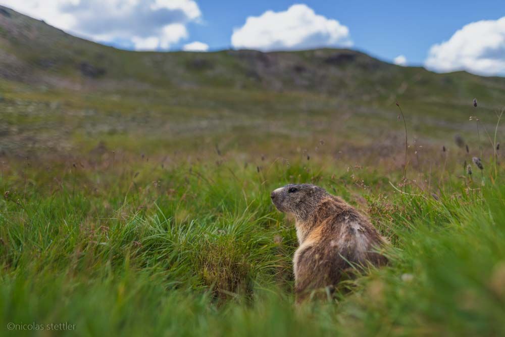A marmot looks out of its burrow and watches the valley.