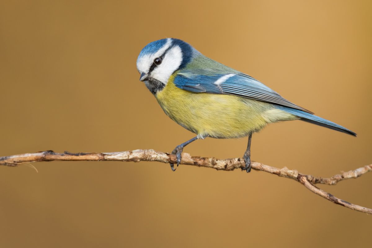 Vögel fotografiert von Naturfotograf Nicolas Stettler.