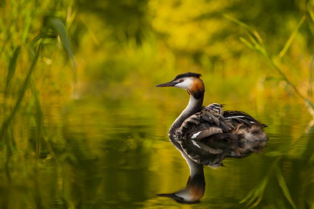 Beispielfotos von der Schweiz im Frühling Fotoreise mit Birdingtours und Nikon.