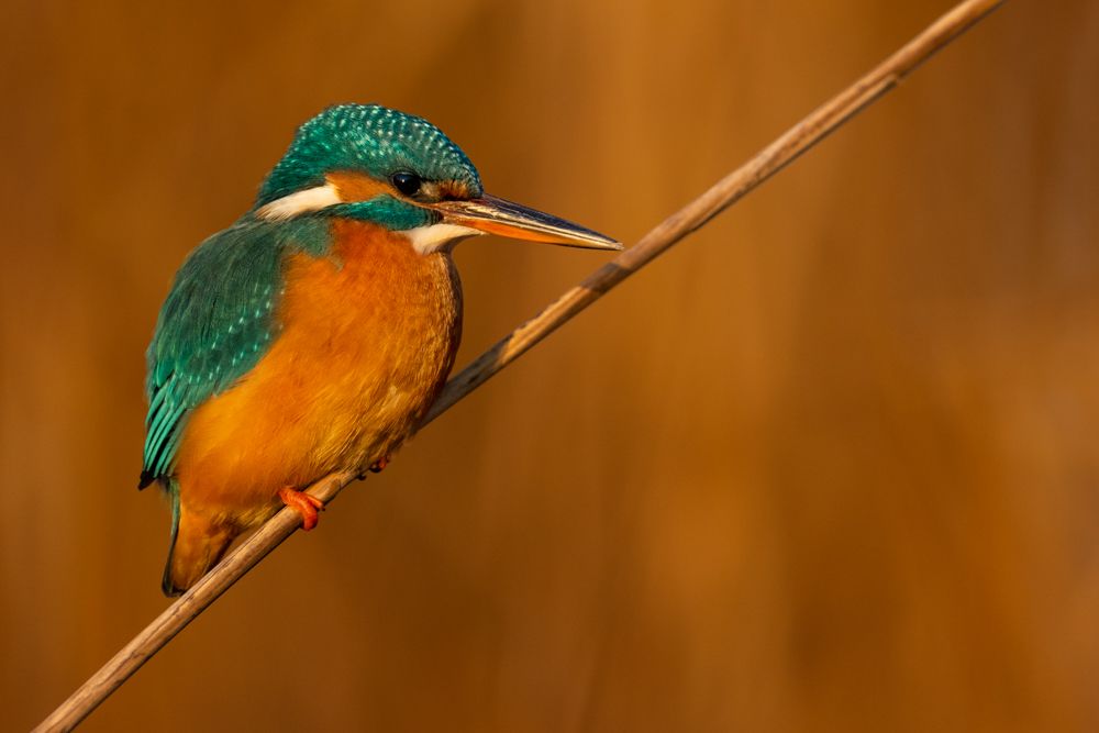 The kingfisher needs a perch over or near the water. Sometimes a reed is enough for him.