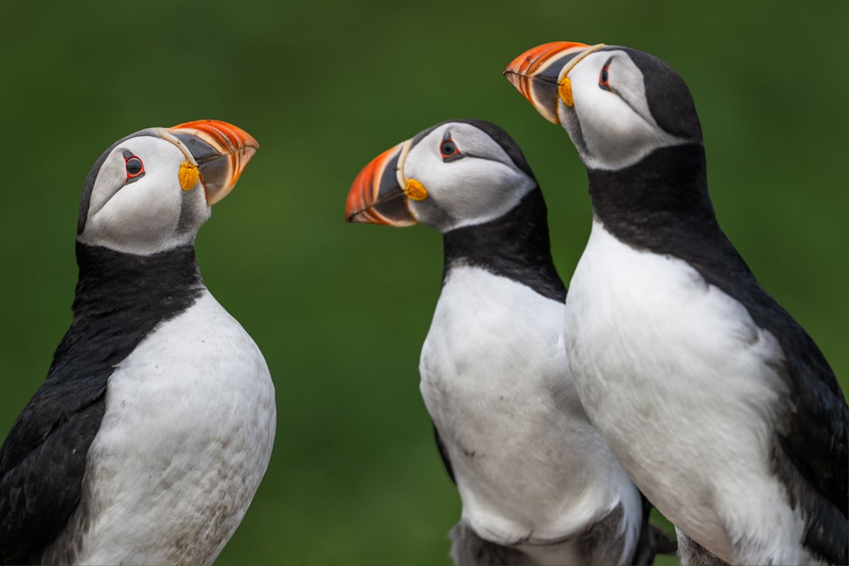 Galerie mit Vogelfotos von Seevögelb, fotografiert von Naturfotograf Nicolas Stettler..