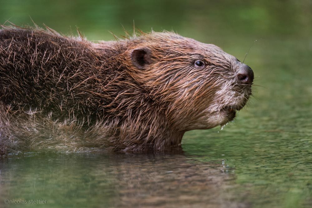 A beaver coming out of the water.