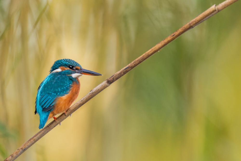 Identification, behaviour, distribution and more about the kingfisher