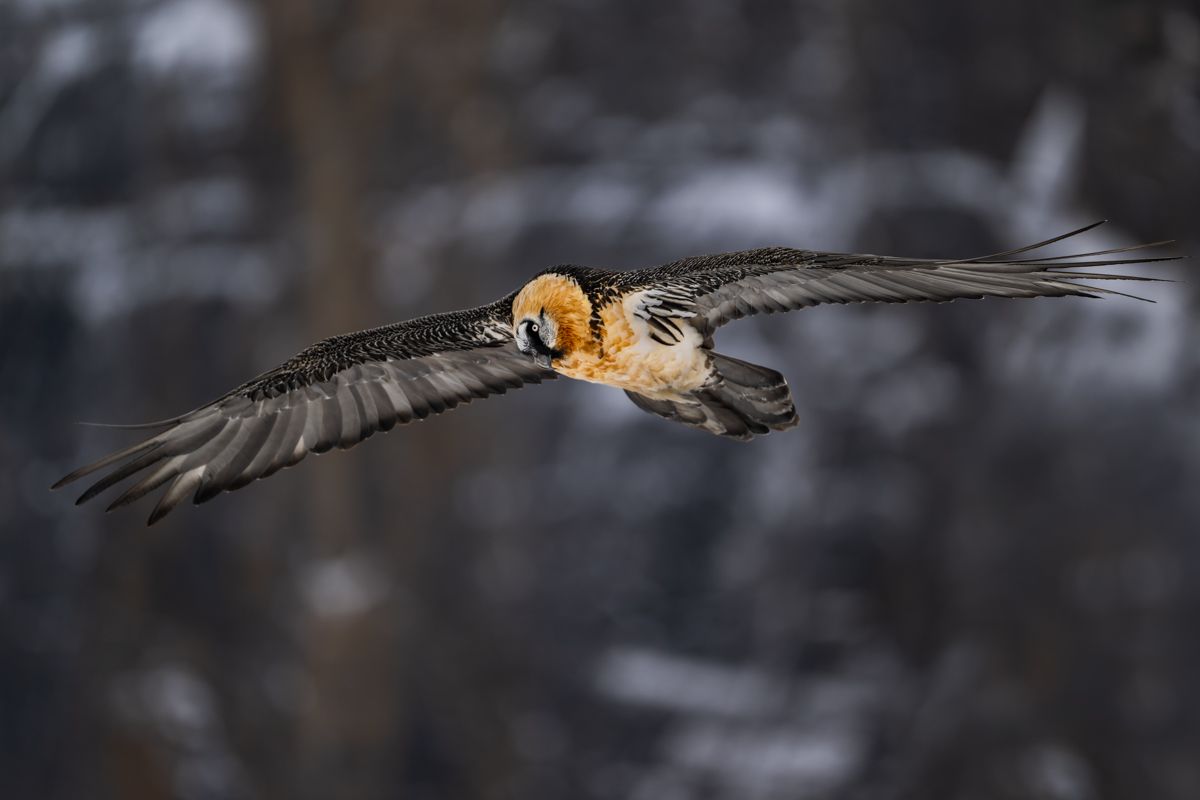 Greifvögel fotografiert von Nicolas Stettler.