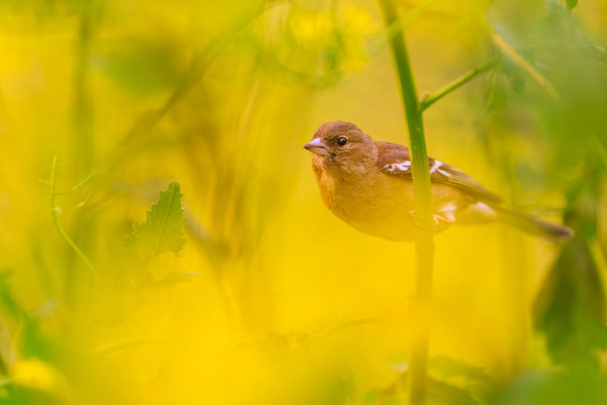 Gallery of songbirds, photographed by nature photographer Nicolas Stettler.