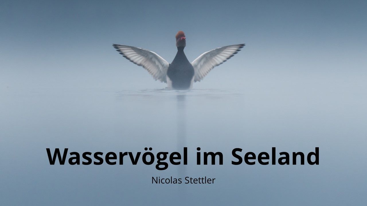 Vortrag: Wasservögel Im Seeland von Nicolas Stettler