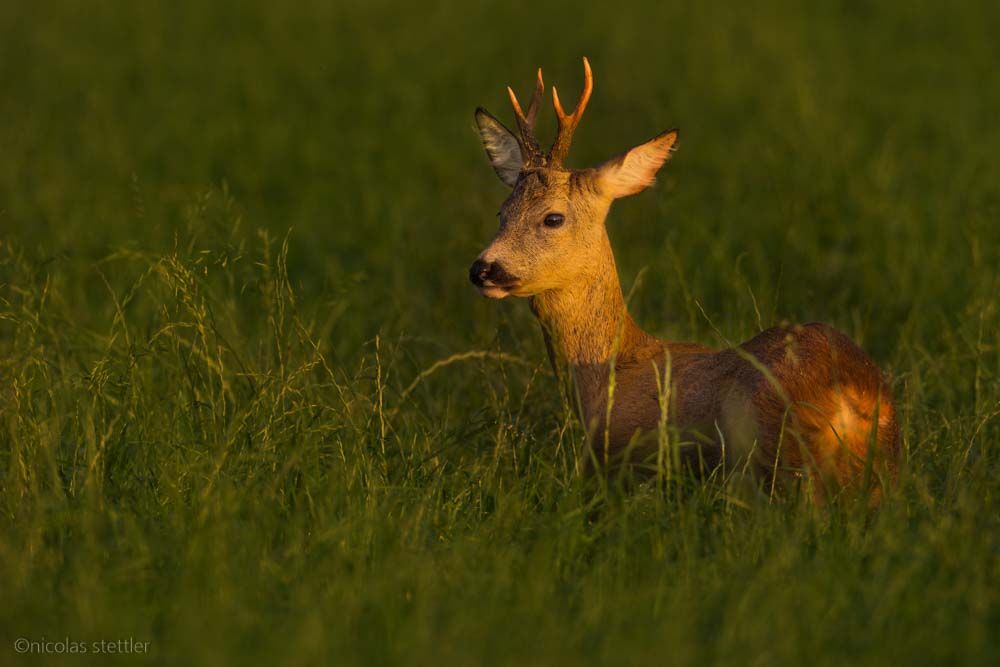 A roe deer at sunset.