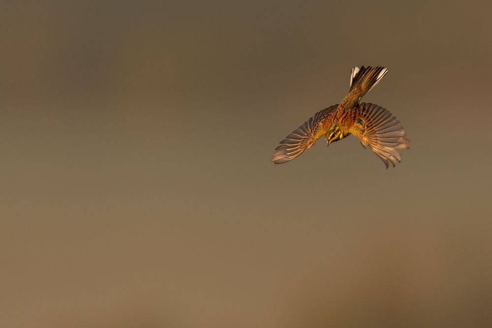 Weitere Fotos des Vogels