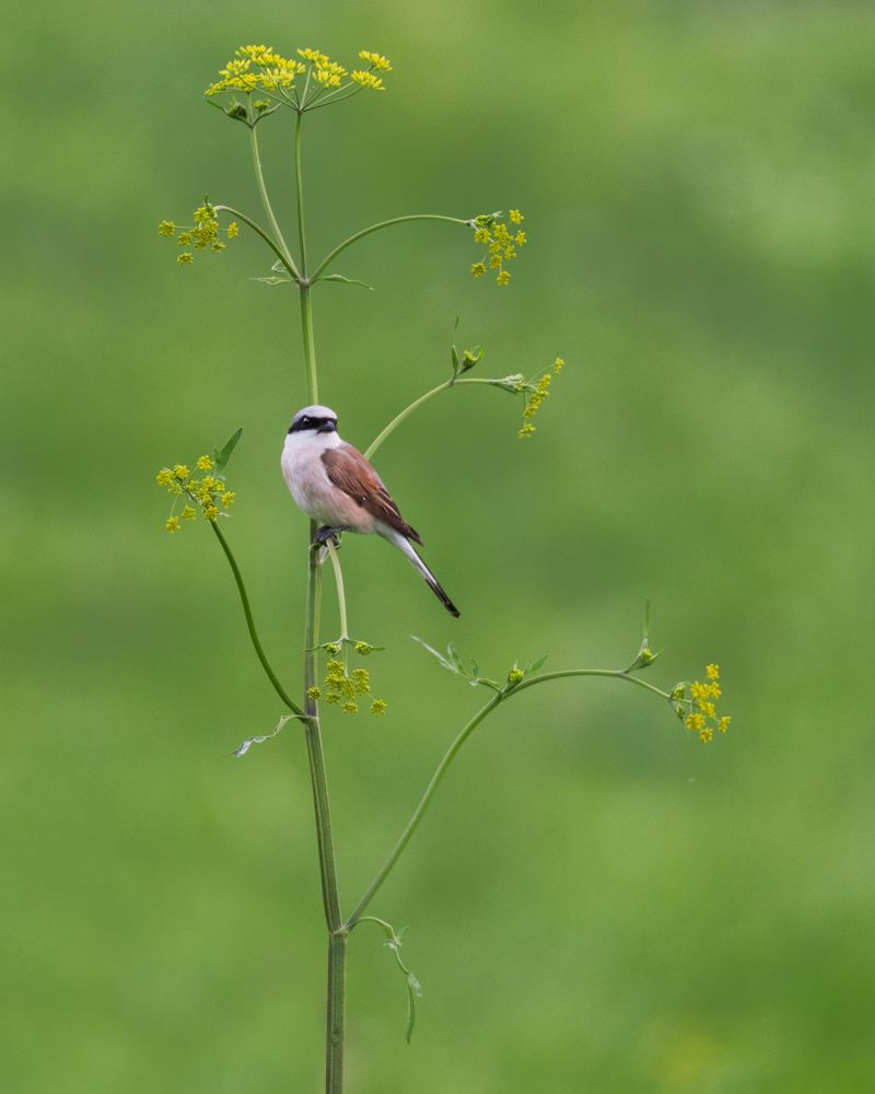 Weitere Fotos des Vogels