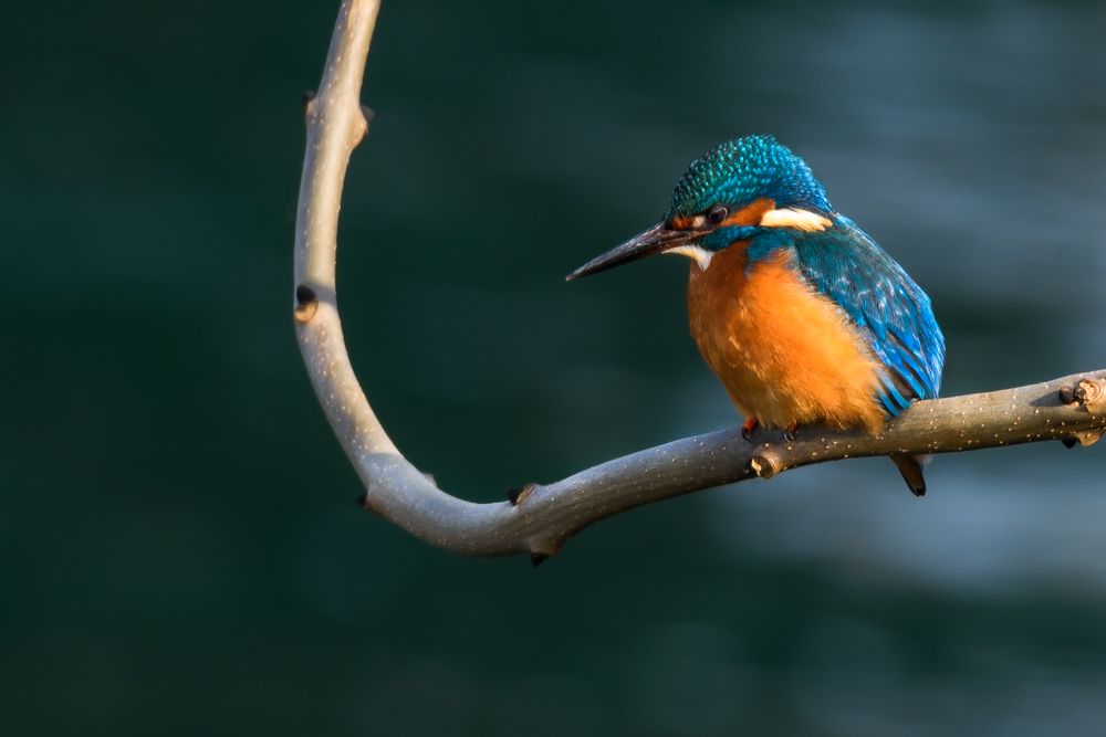 Weitere Fotos des Vogels