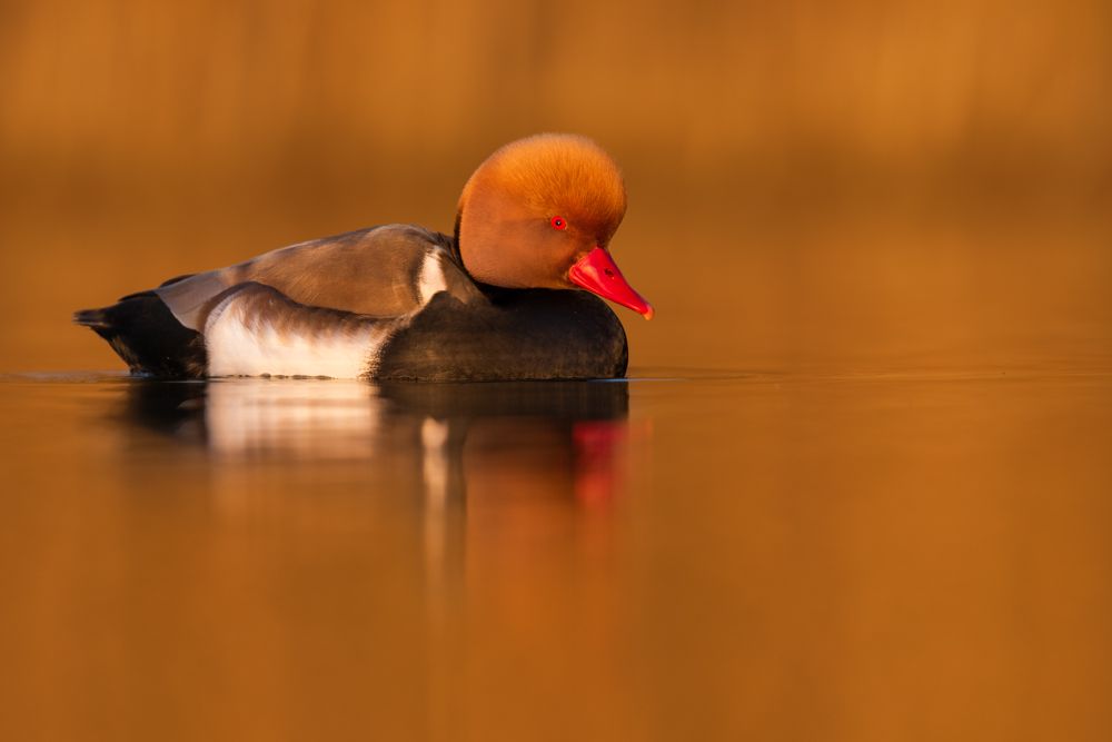 Thanks to their colourful plumage, the males of the red-crested pochard are unmistakable.