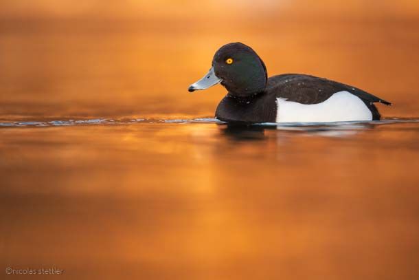 Male tufted duck infront of a autumnal background.