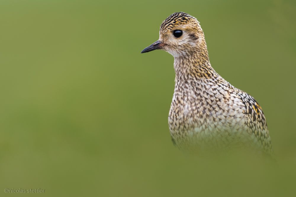 Ein Goldregenpfeifer sucht auf einer Bergwiese nach Nahrung.