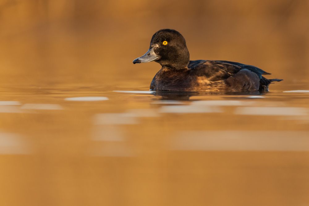 More images of this bird