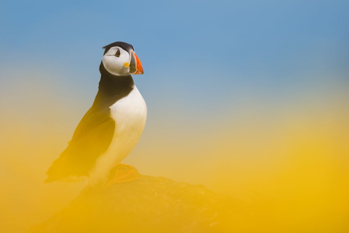 Galerie mit Vogelfotos von Seevögelb, fotografiert von Naturfotograf Nicolas Stettler..