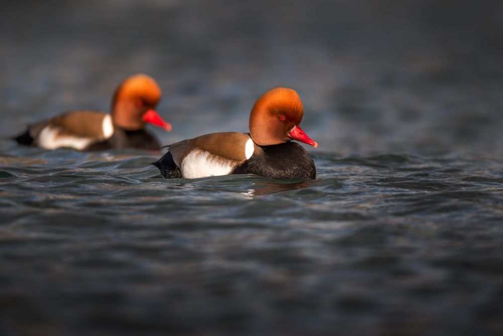 In the winter you can find red-crested pochards at almost every bigger harbour. I have photographed these two males at the harbour in Biel.