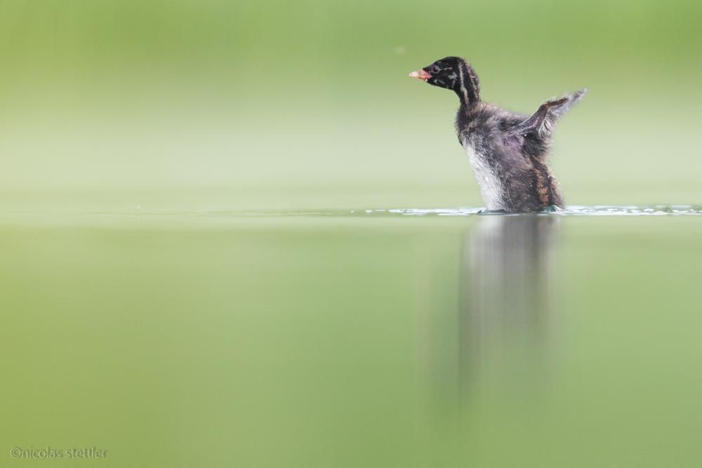 A young little grebe flaps its wings.