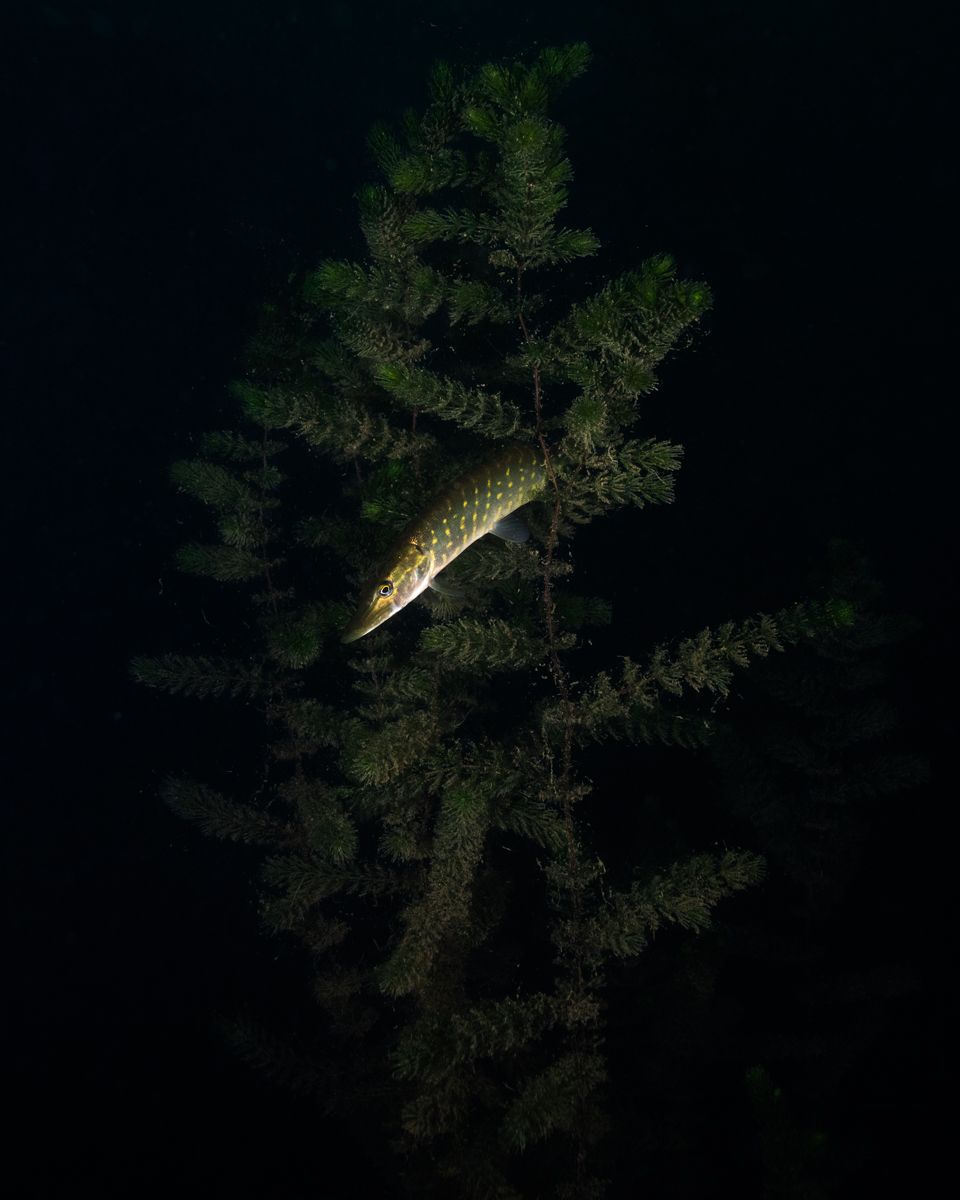 Galerie mit Fotos von Fische, fotografiert von Naturfotograf Nicolas Stettler..