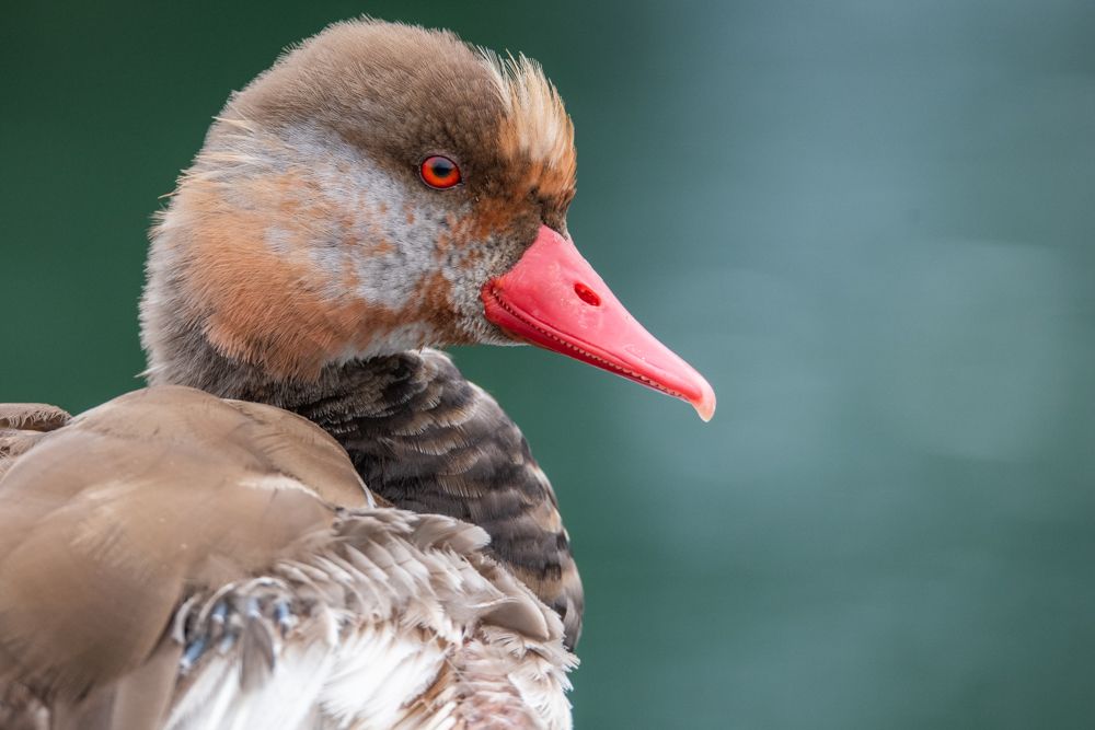 During the synchronous moult in summer, all duck species lose their ability to fly for a short time. They do not look particularly beautiful during this time.