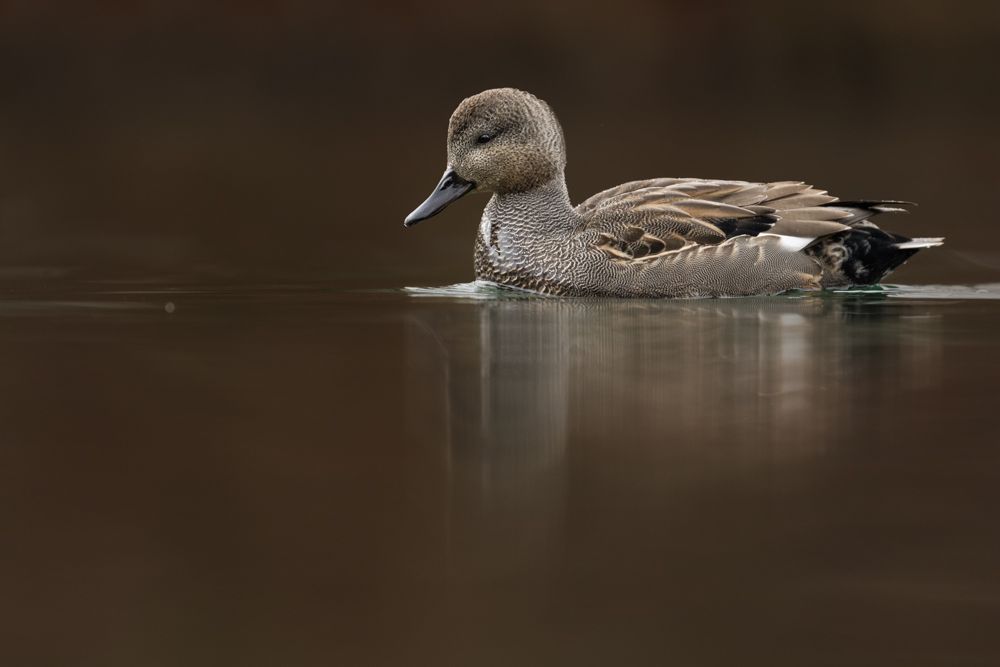Identification, behaviour, distribution and more about the gadwall