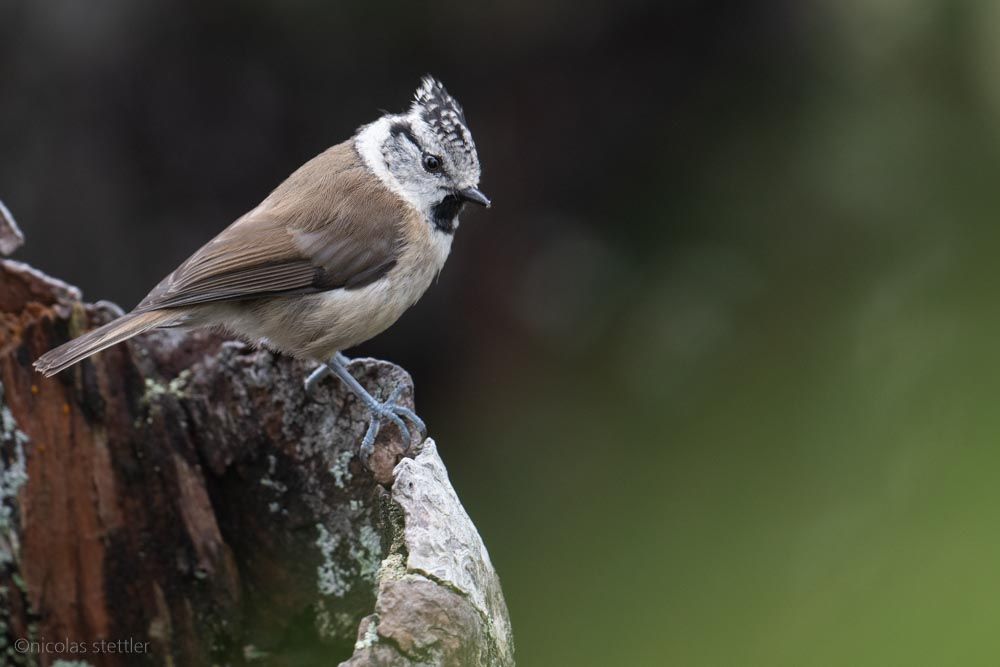A crested tit in the Swiss Alps