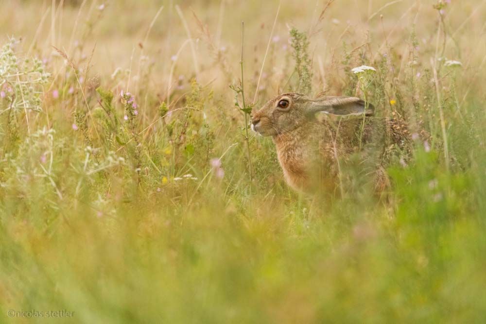 A field hare at the Lake Neusiedl.