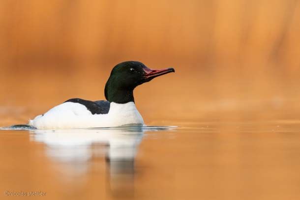 Male common merganser just as the sun was rising.