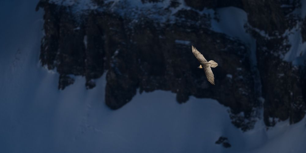 Vogelfotos Beispiele mit der Nikon Z9.