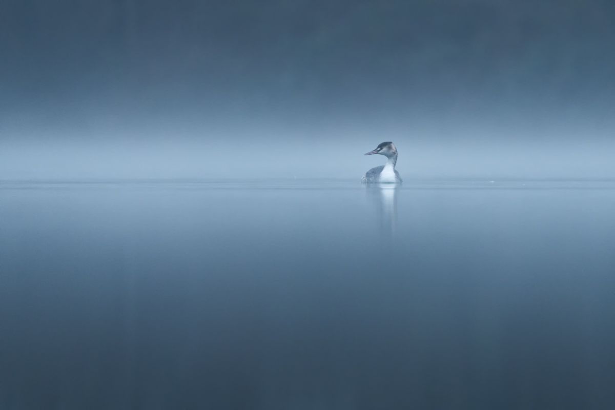 Galerie mit Vogelfotos von Wasservögeln, fotografiert von Naturfotograf Nicolas Stettler..