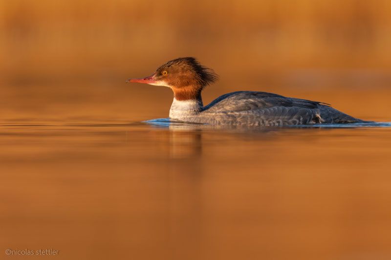 Gänsesäger bei Sonnenuntergang