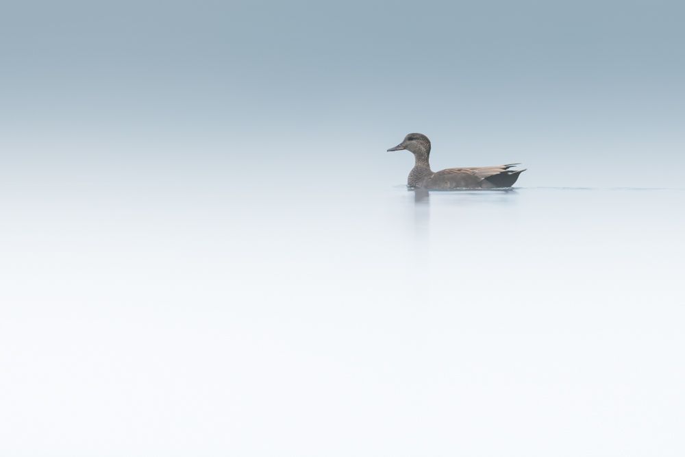 Weitere Fotos des Vogels