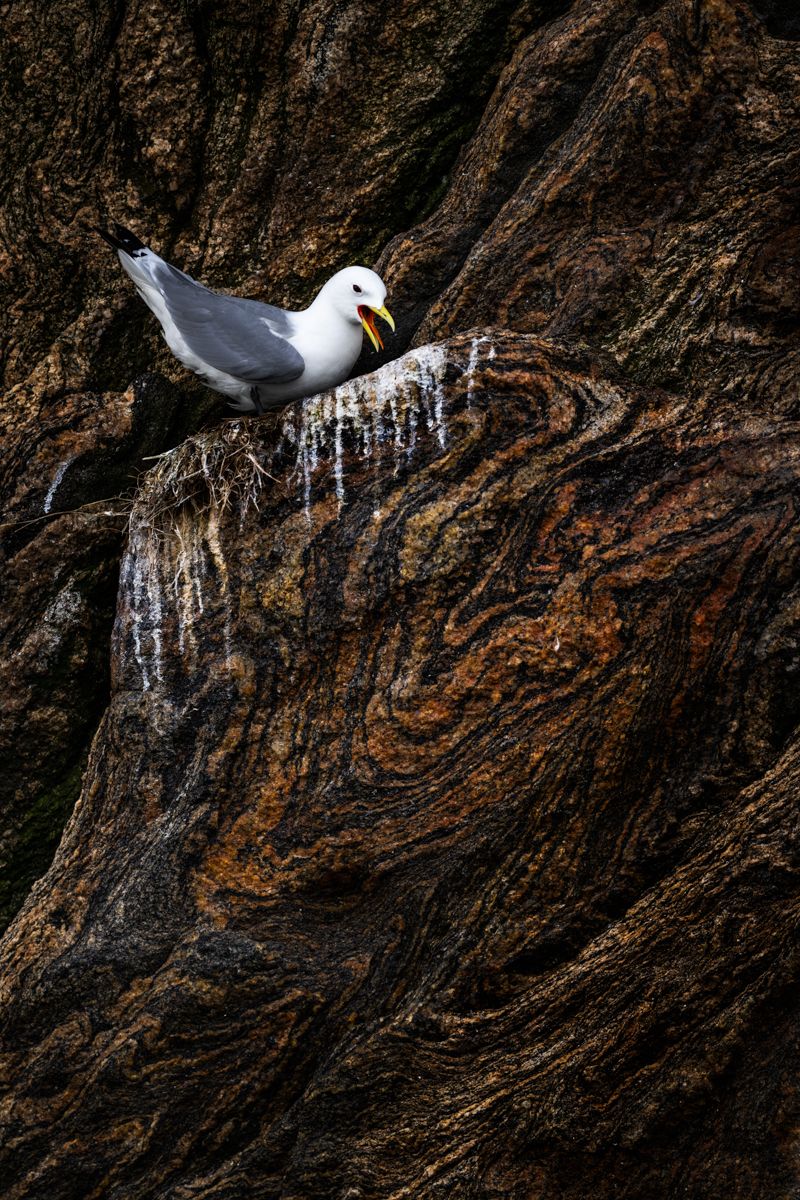Galerie mit Vogelfotos von Seevögelb, fotografiert von Naturfotograf Nicolas Stettler..