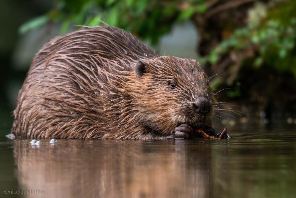 A beaver foraging on a branch.
