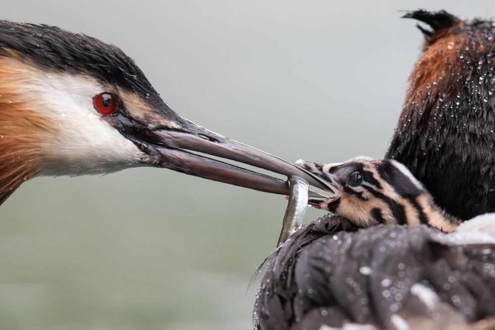 More images of this bird
