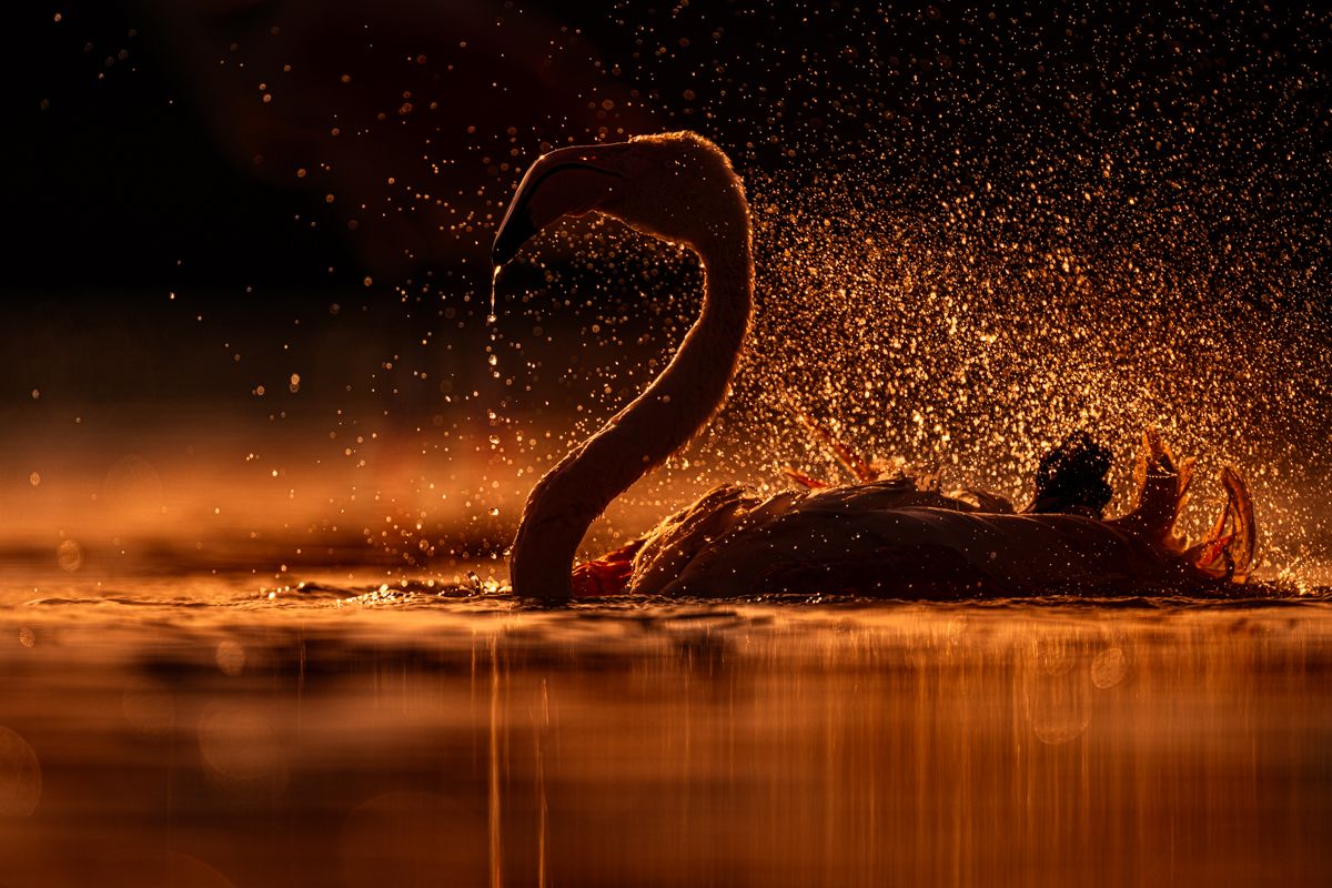 Galerie von diversen Vogelarten, fotografiert von Naturfotograf Nicolas Stettler.