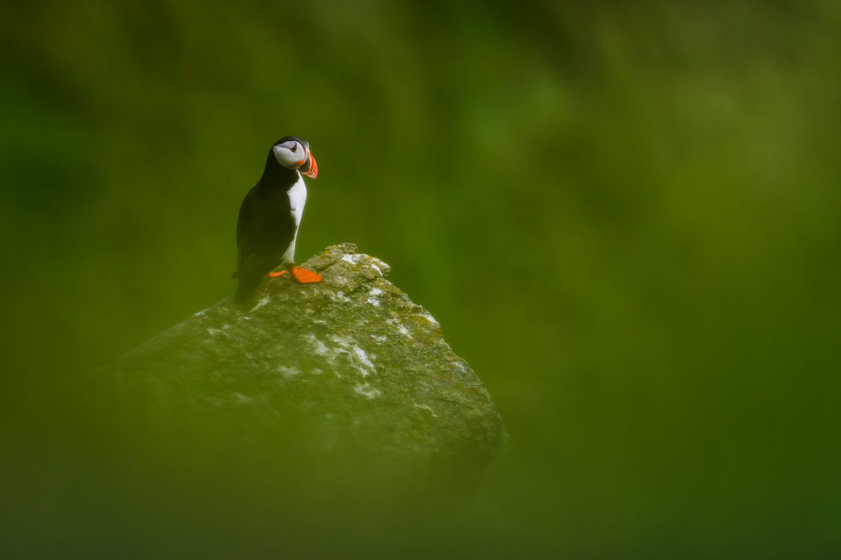 Galerie mit Vogelfotos von Seevögelb, fotografiert von Naturfotograf Nicolas Stettler..